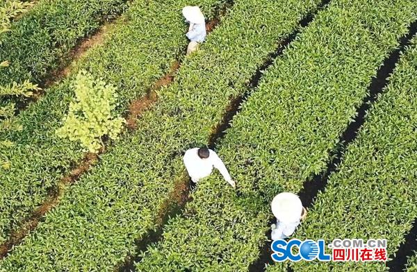 紫阳富硒制茶师