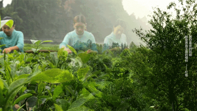 润邦富硒茶公司
