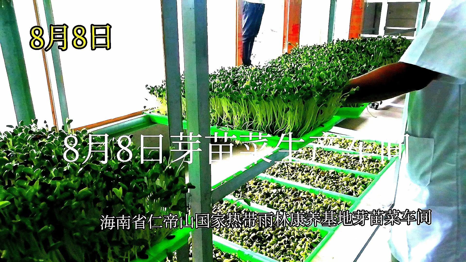 河北富硒大麦茶