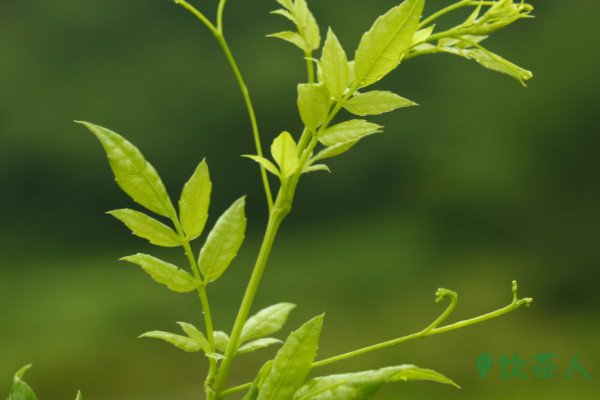 莓茶和藤茶有什么区别，藤茶与莓茶是不是一种茶(同茶不同名)