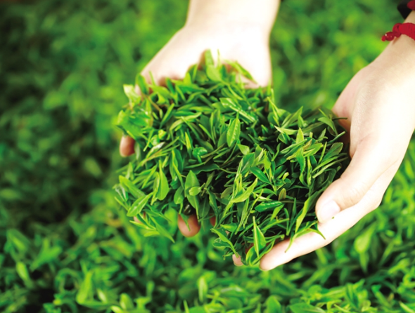 十大贡品茶叶(中国贡茶有哪些)