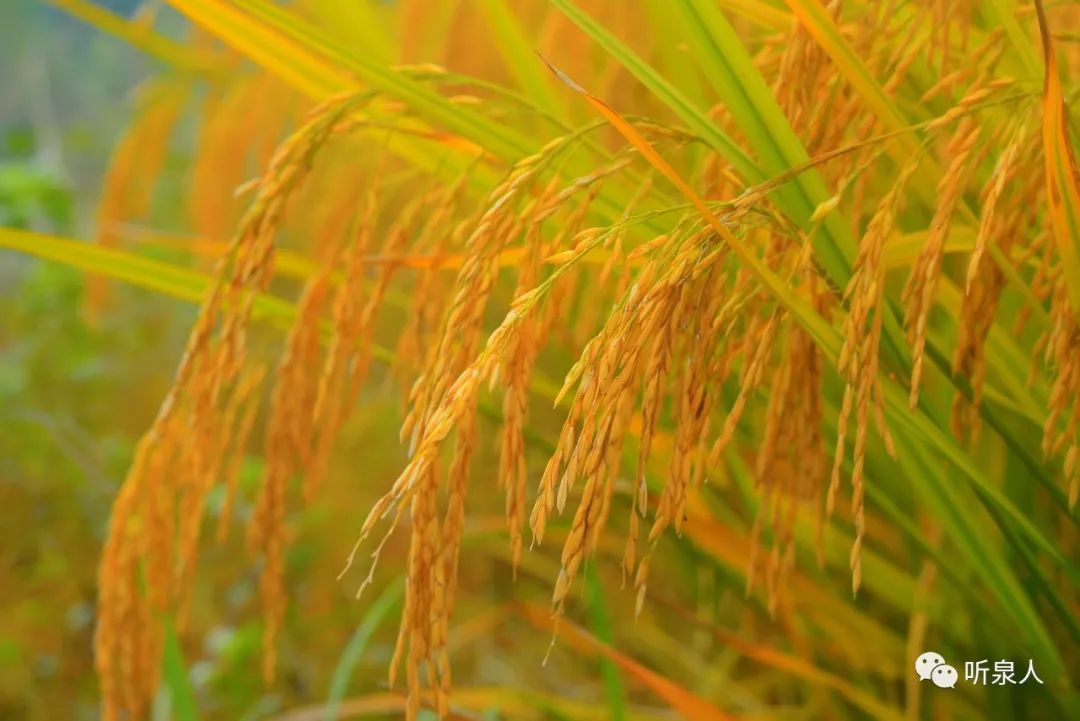初见天然富硒茶(初见茶叶多少钱一盒)-硒宝网