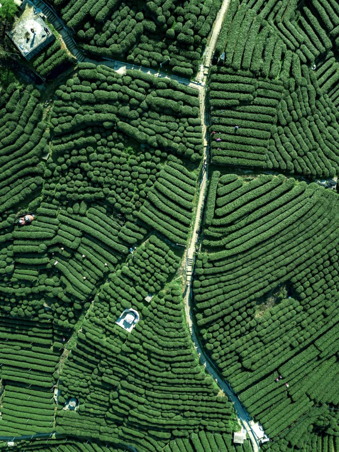 恩施富硒茶发甜(恩施富硒茶价格表一斤多少钱)-硒宝网