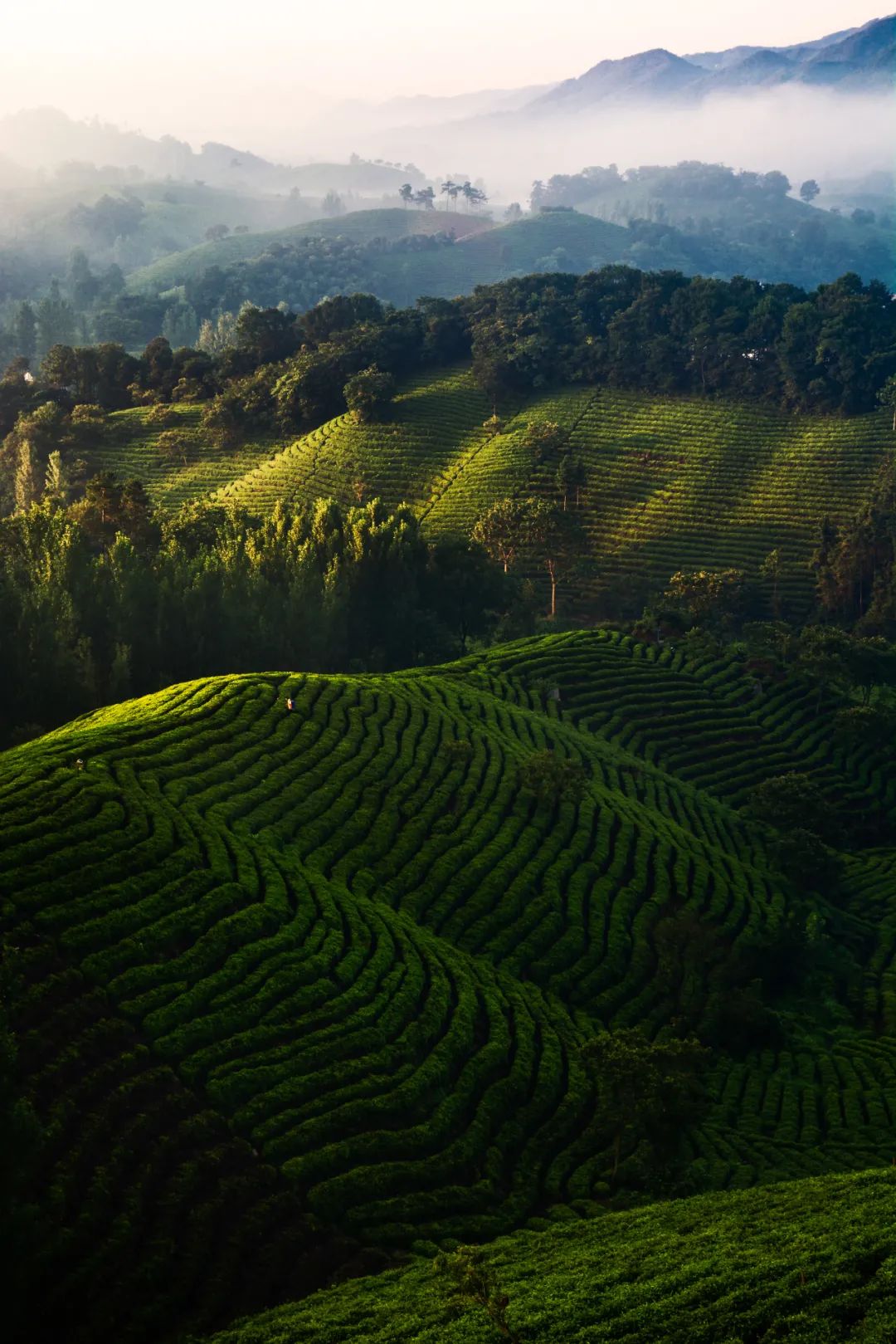恩施富硒茶发甜(恩施富硒茶价格表一斤多少钱)-硒宝网