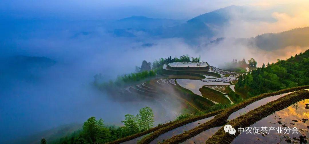 上犹营前富硒茶