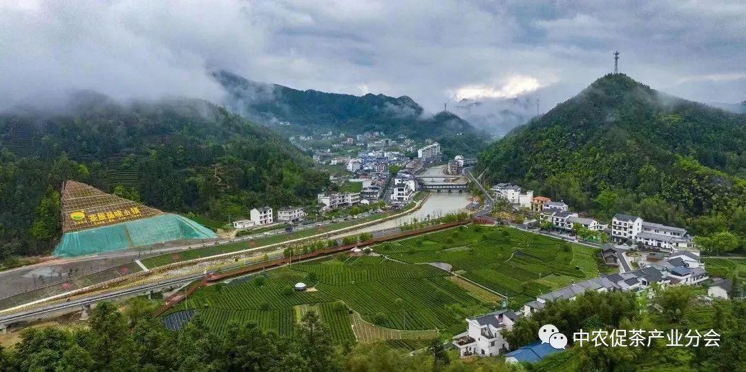 上犹营前富硒茶