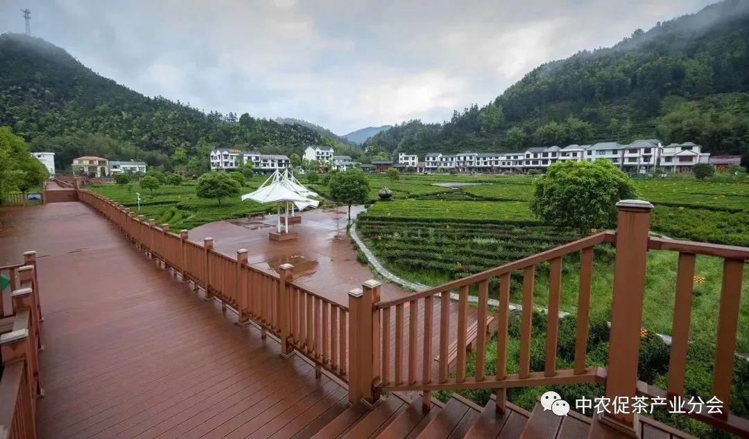 上犹营前富硒茶