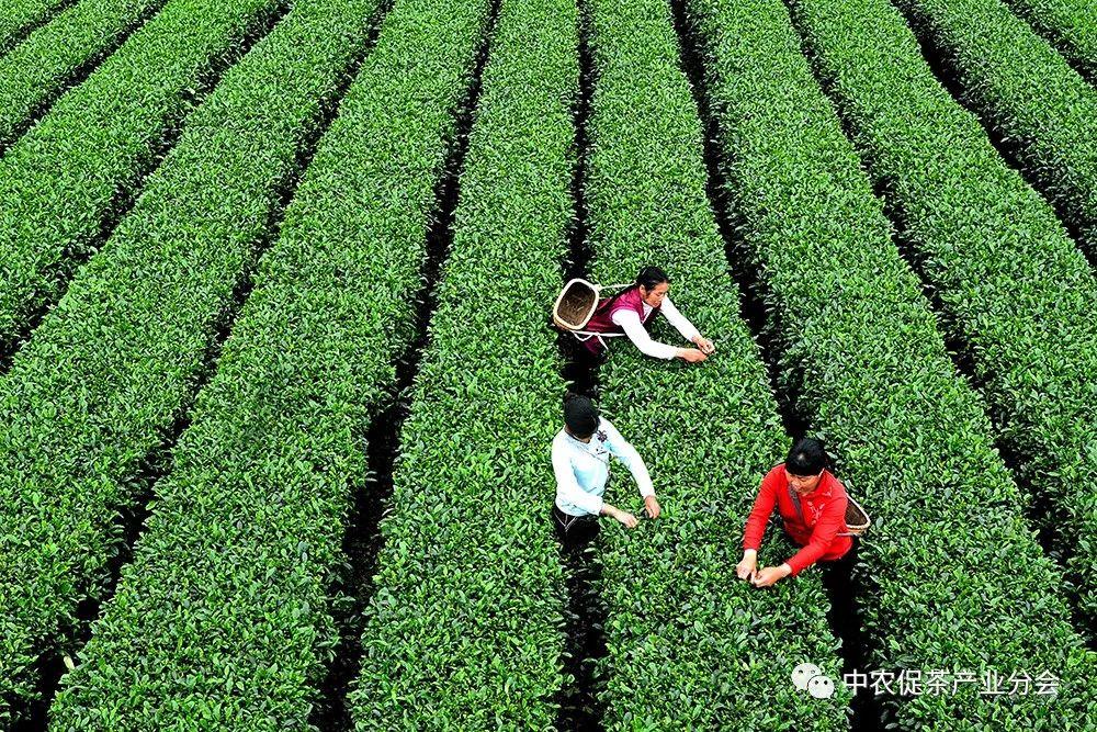 上犹营前富硒茶