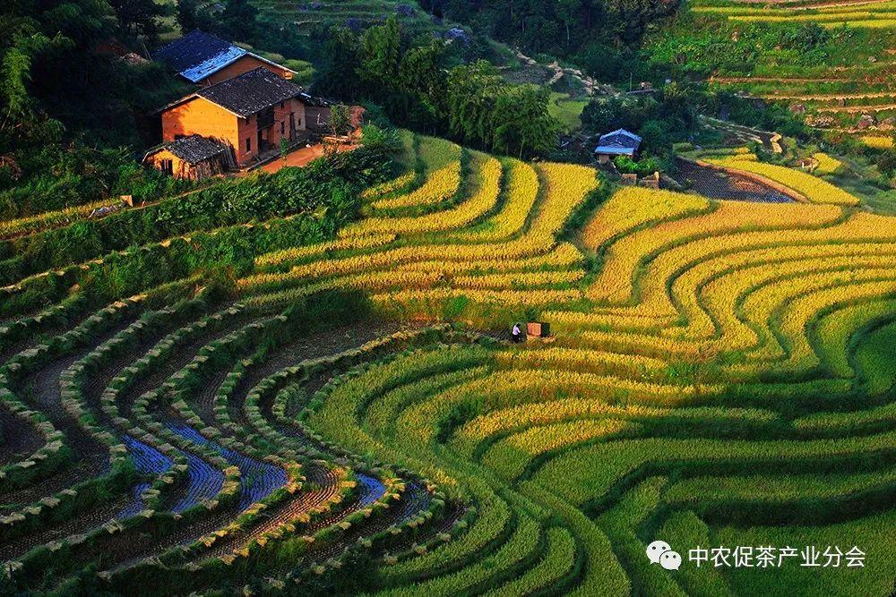 上犹营前富硒茶