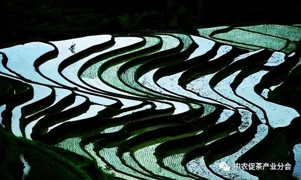 上犹营前富硒茶