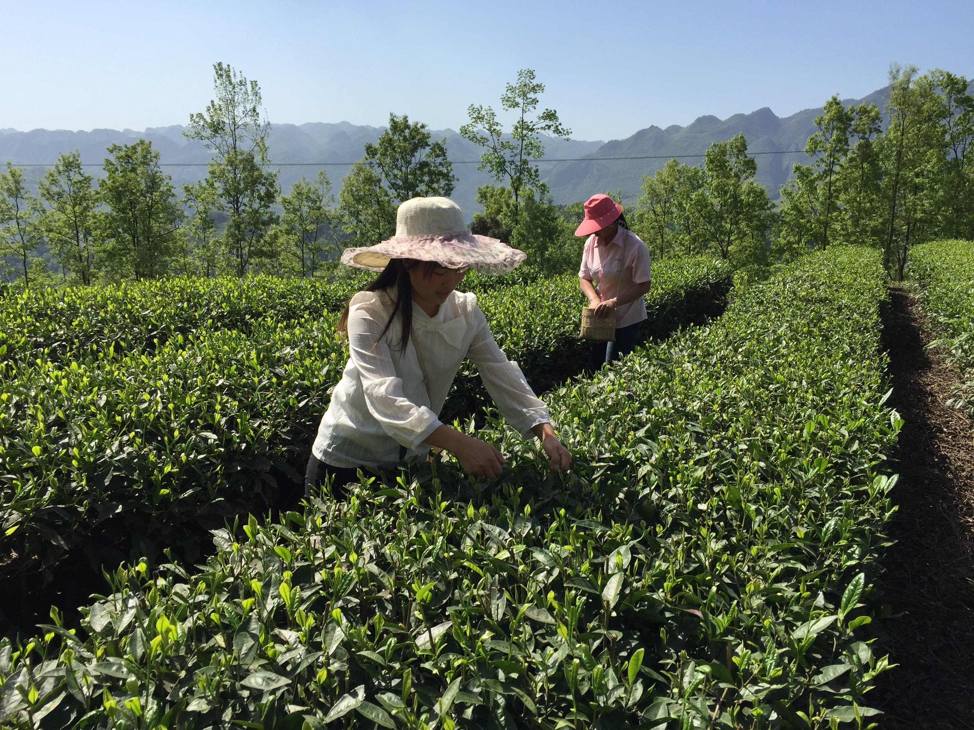 宜春富硒金片茶