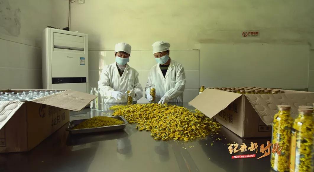 宜春富硒金片茶