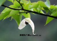 富硒紫米茶介绍