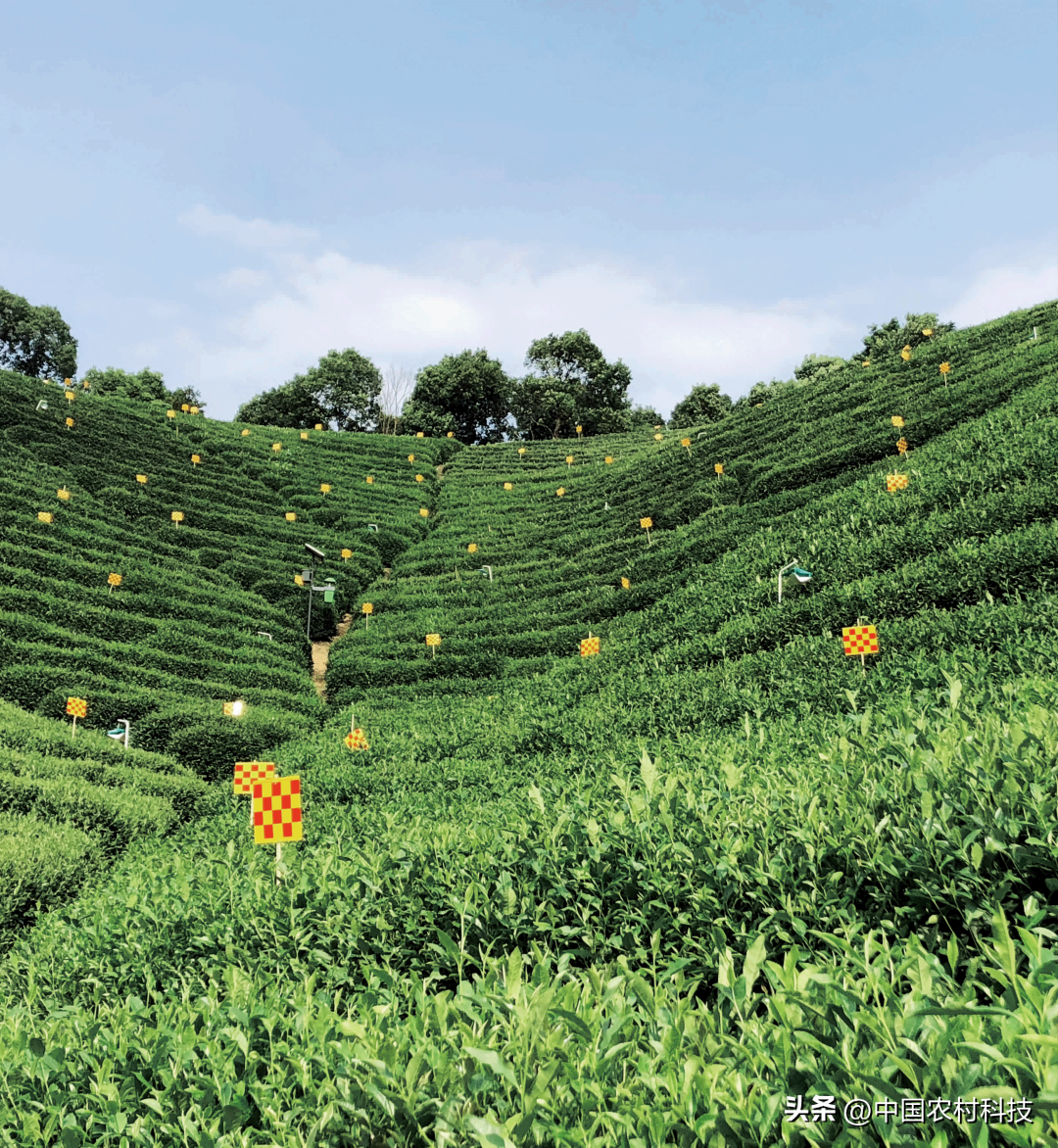 富硒速溶茶价格