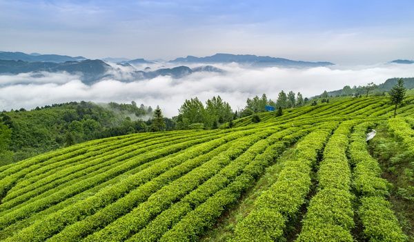 飞云山富硒贡茶