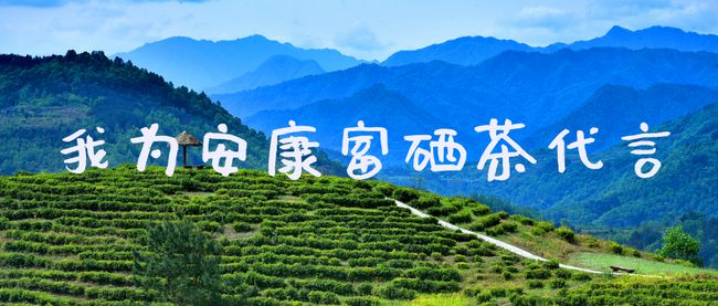 紫阳富硒茶紫?。ㄎ∽涎舨枰都鄹癖恚?硒宝网
