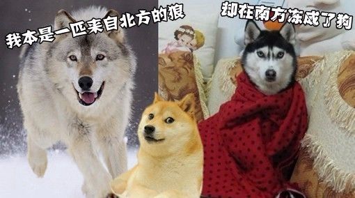 澳门富硒生茶饼