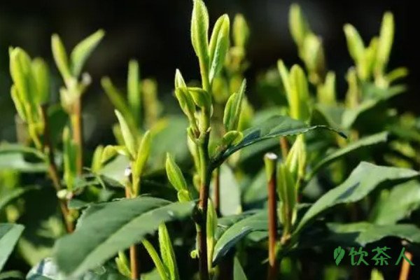 西湖龙井茶价格多少钱一盒，2023年西湖龙井茶价格表(百元起步)