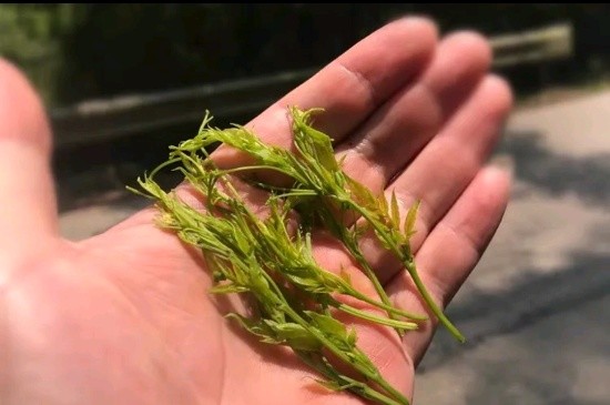 张家界茅岩莓茶与藤茶是同一种茶吗，藤茶跟莓茶一不一样？