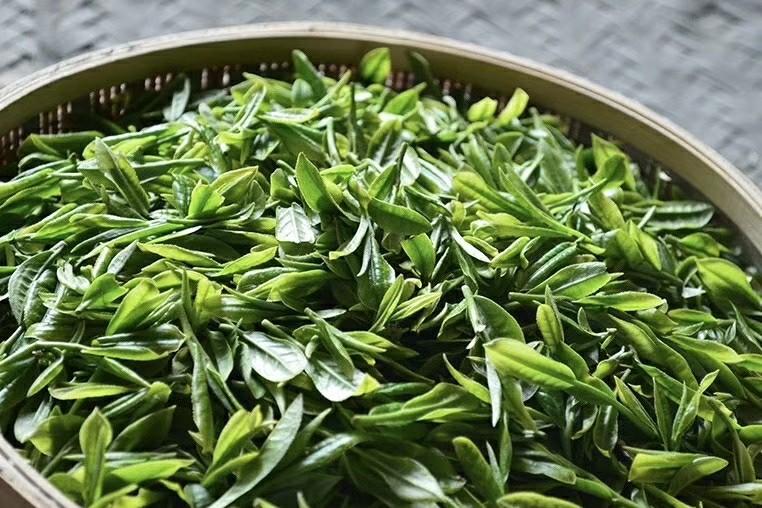 紫阳富硒茶：氨基酸、咖啡碱含量高，富含硒元素，生态优良的健康之选