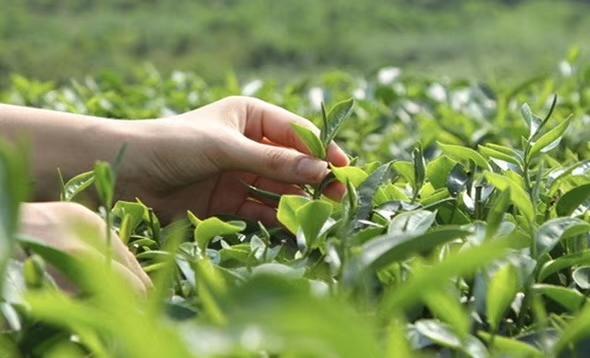 紫阳富硒茶：氨基酸、咖啡碱含量高，富含硒元素，生态优良的健康之选