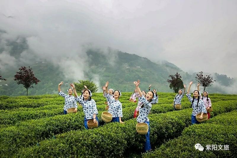 紫阳富硒茶：氨基酸、咖啡碱含量高，富含硒元素，生态优良的健康之选