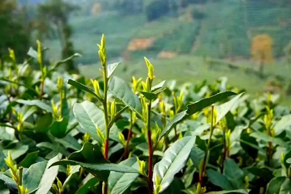 紫阳富硒茶：氨基酸、咖啡碱含量高，富含硒元素，生态优良的健康之选