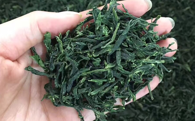 富硒瓜片是茶吗