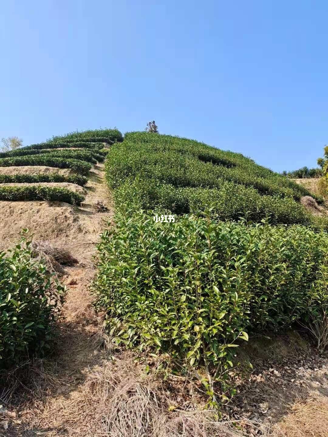 南龙富硒茶简介