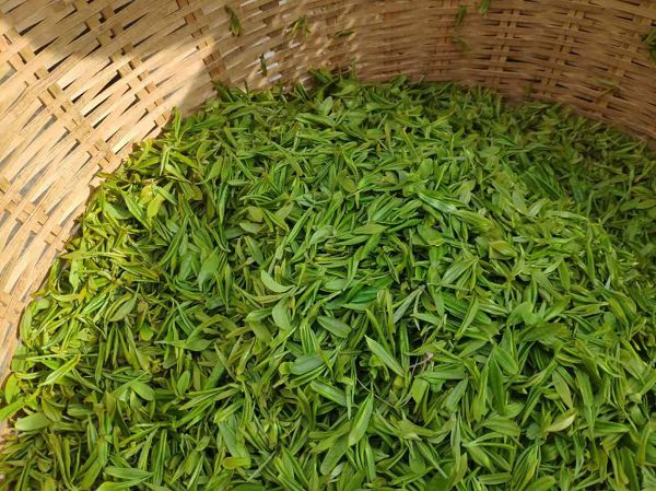 南龙富硒茶简介
