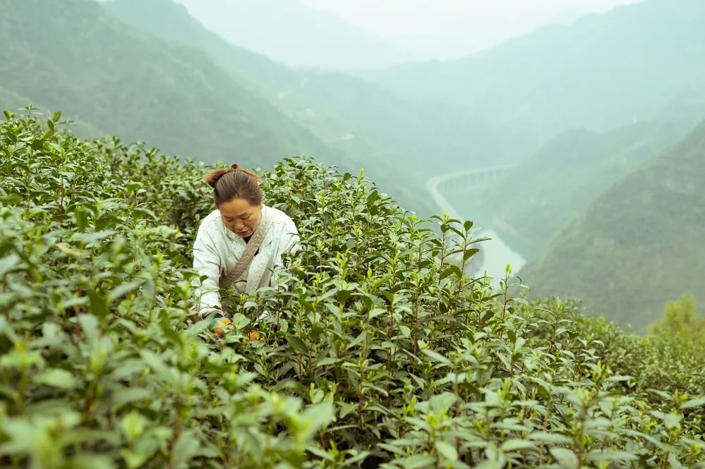 紫阳富硒茶中的