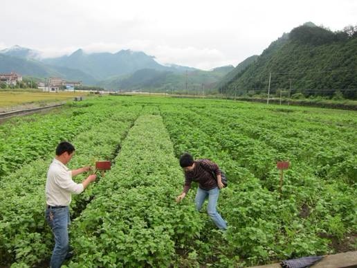 凉山富硒苦荞茶