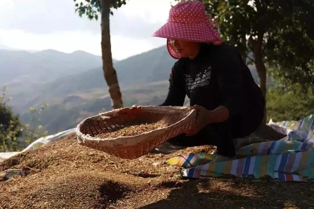 凉山富硒苦荞茶