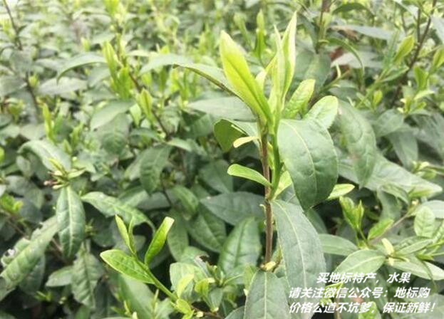 贵州寿眉富硒茶