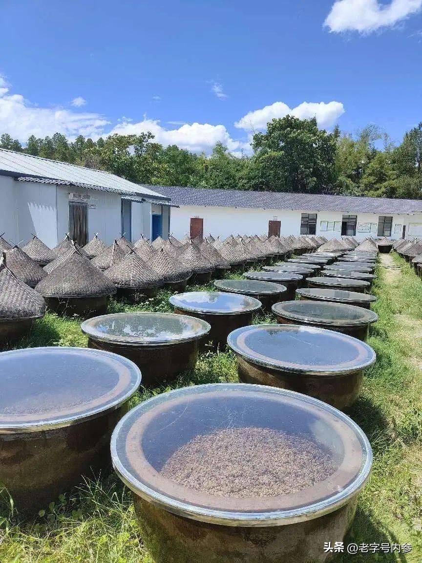 汕头富硒生茶饼