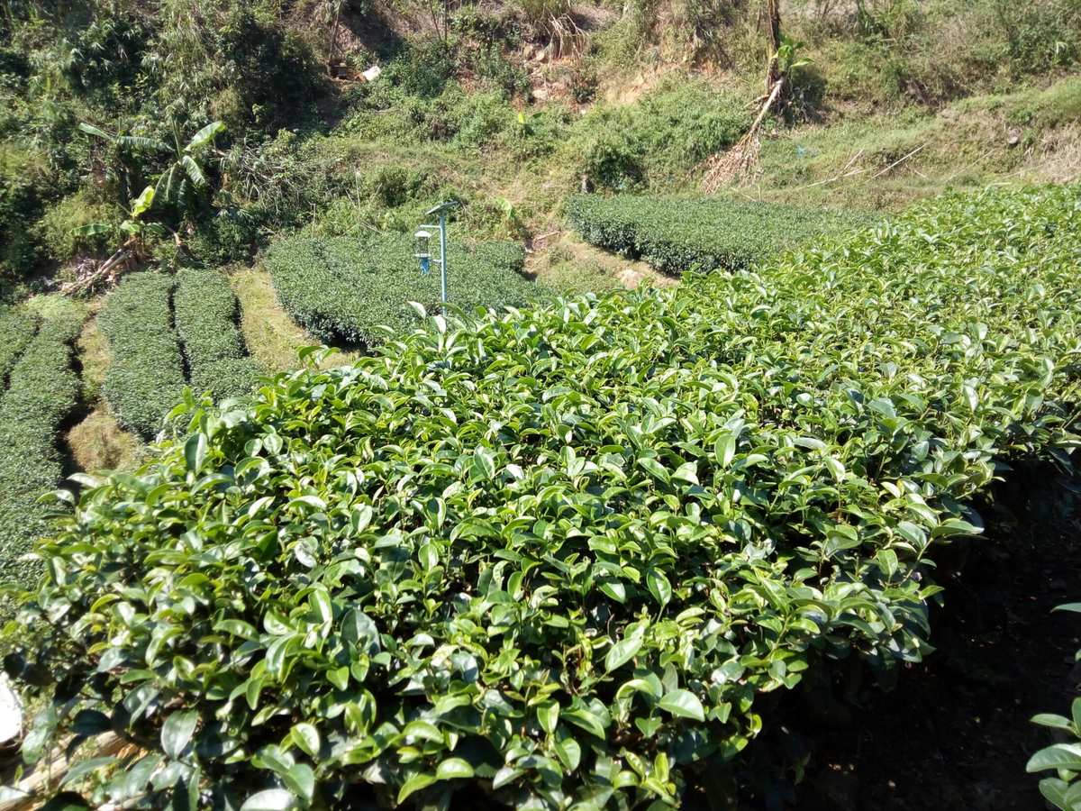 开阳富硒茶贡茗