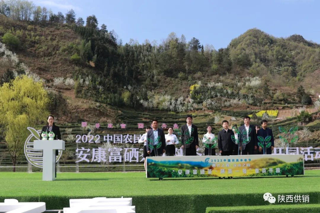 陕茶一号富硒茶