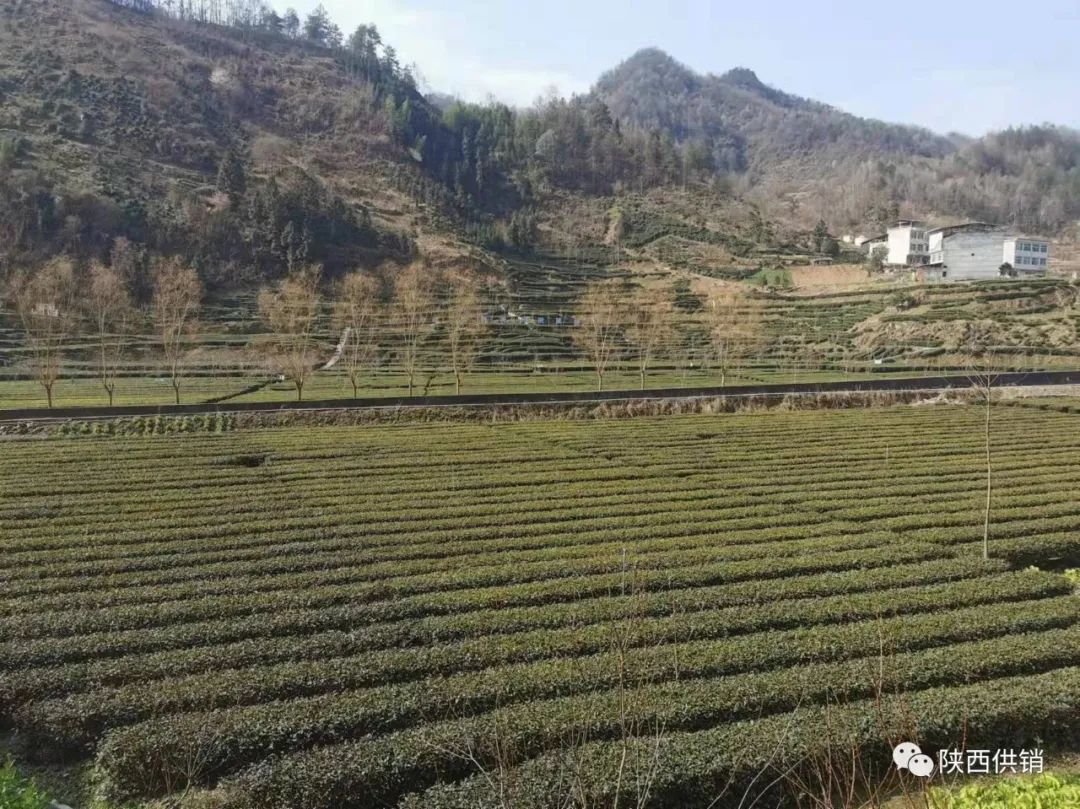 陕茶一号富硒茶