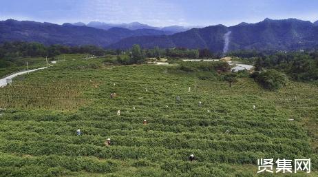 藤茶是什么茶，湖北来凤藤茶有哪些功效?