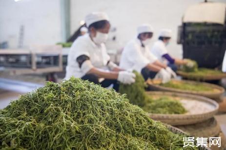 藤茶是什么茶，湖北来凤藤茶有哪些功效?