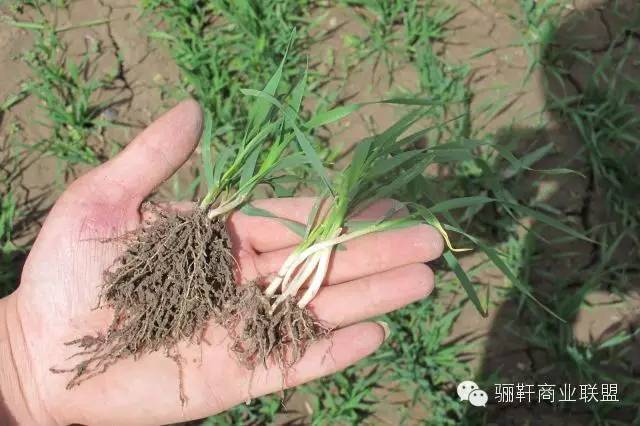 思域富硒大麦茶