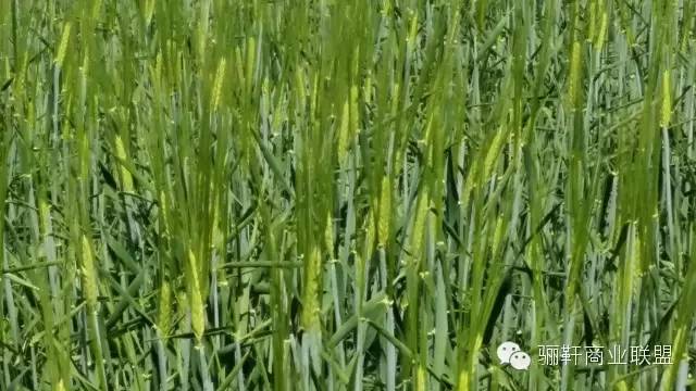 思域富硒大麦茶