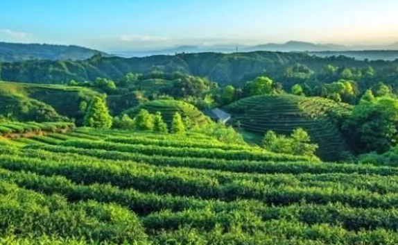 富硒茶市场，富硒茶多少钱一斤