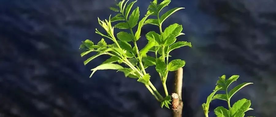 藤益生富硒藤茶