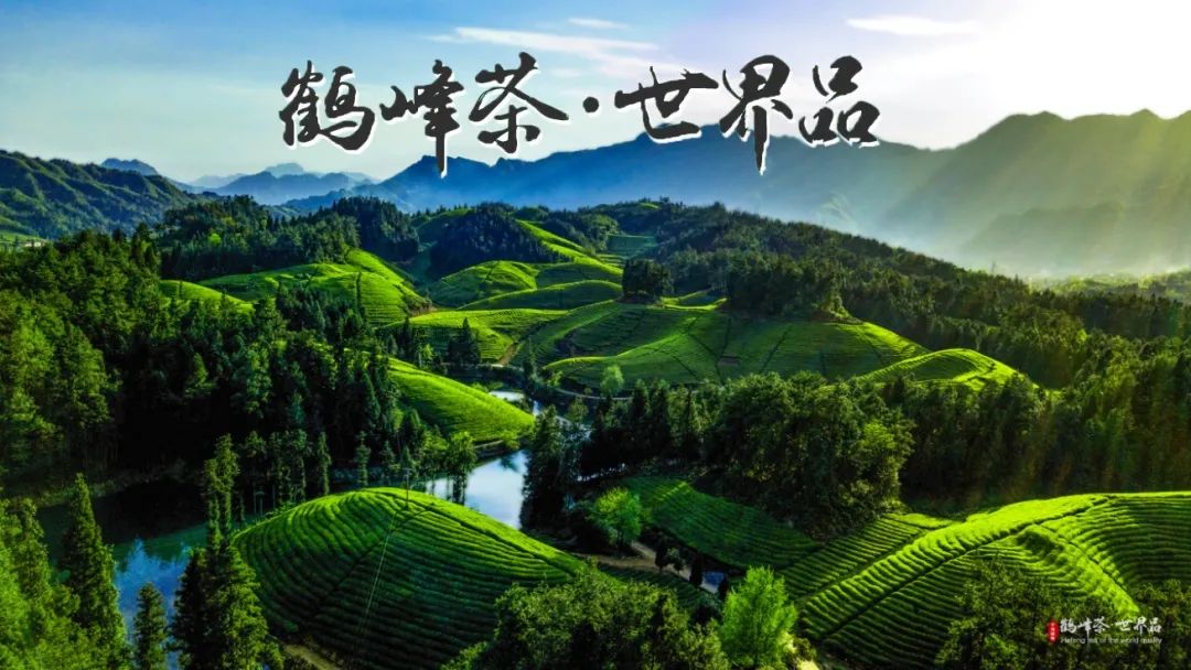 仙寅山富硒野茶