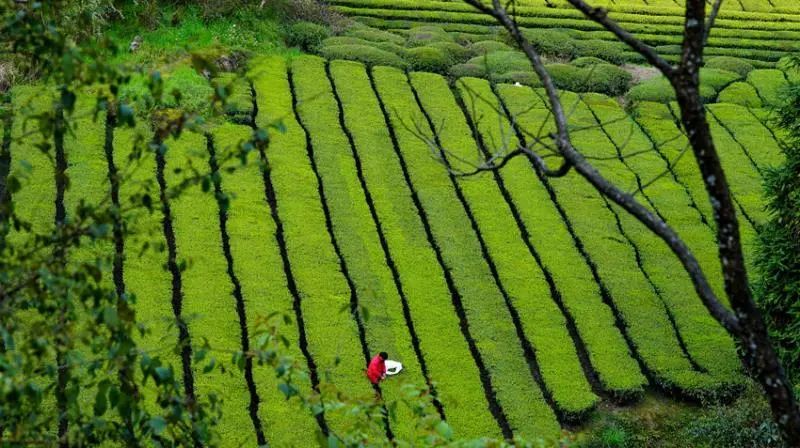 仙寅山富硒野茶