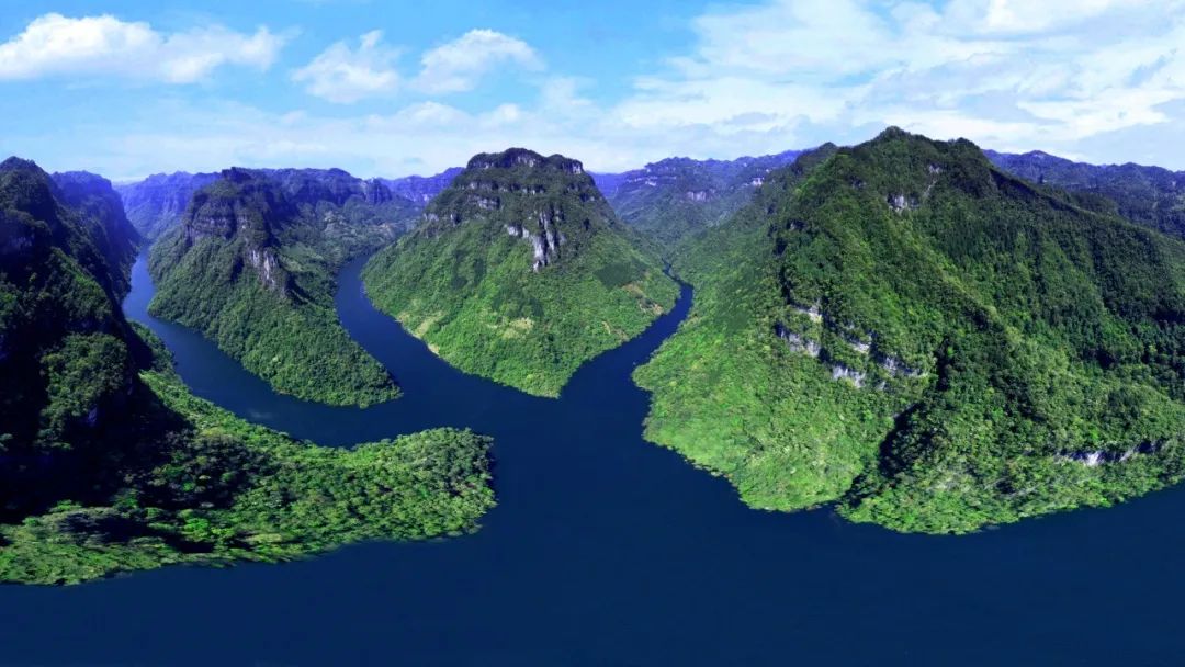 仙寅山富硒野茶