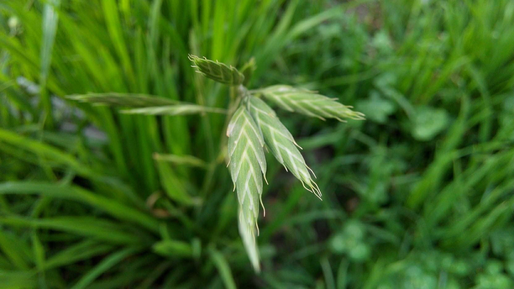 富硒乌麦苦荞茶