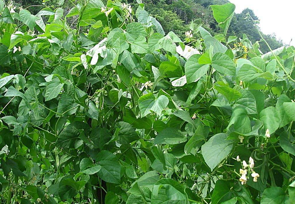富硒乌麦苦荞茶