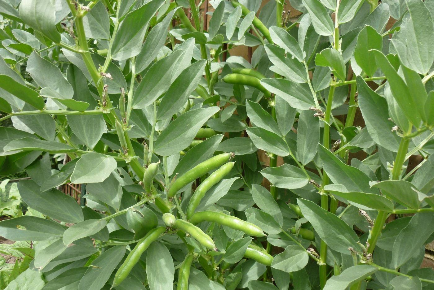 富硒乌麦苦荞茶